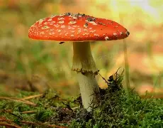 莫德里奇意甲20队主帅全球迷热议(足球莫德里奇) 莫德里奇意甲20队主帅全球迷热议(足球莫德里奇)